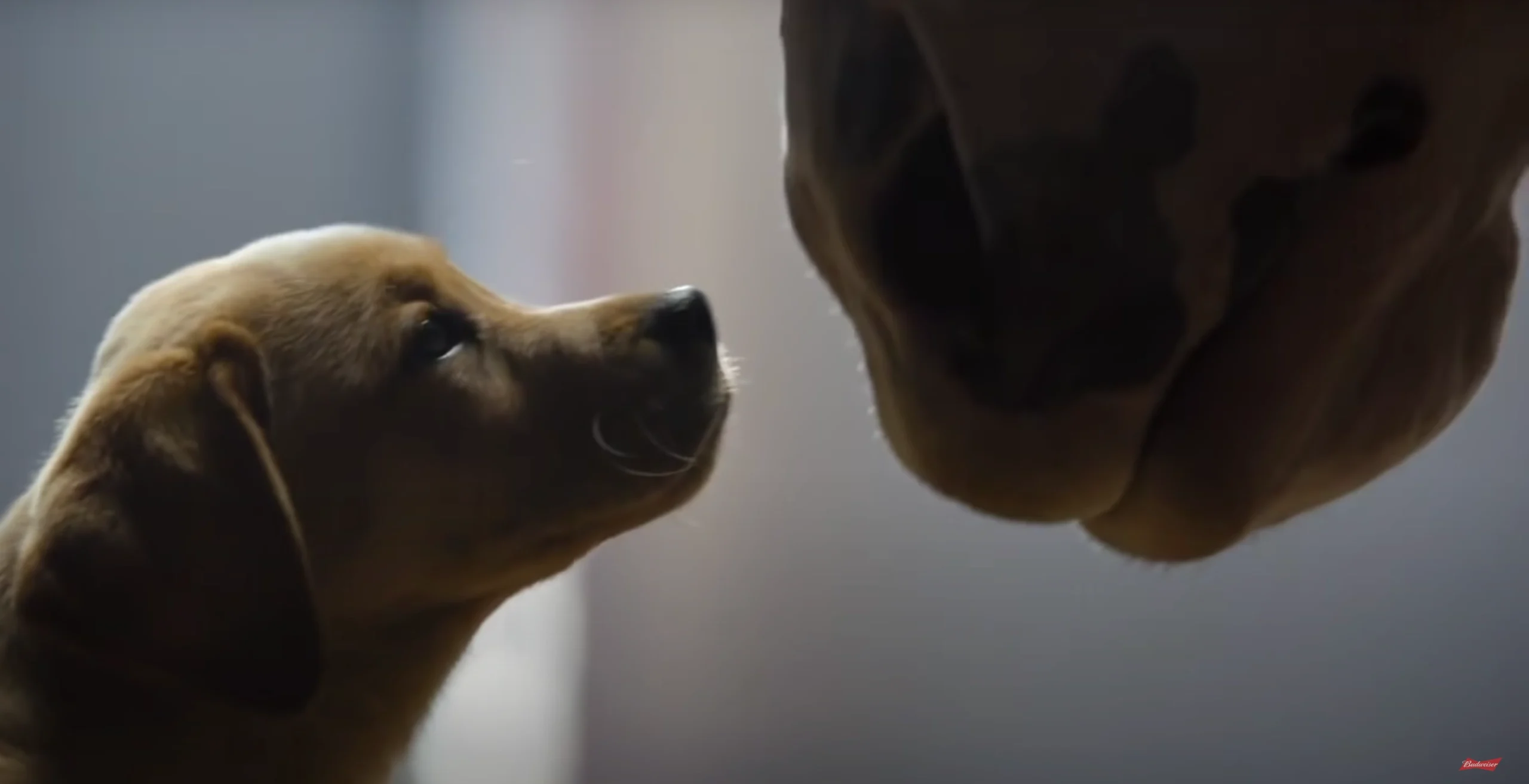 Animais fofos em campanha publicit&aacute;ria da Budweiser